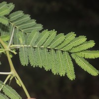 Vachellia nilotica (L.) P.J.H.Hurter & Mabb.